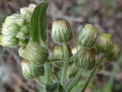 Eschenbachia japonica