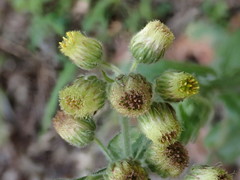 Eschenbachia japonica