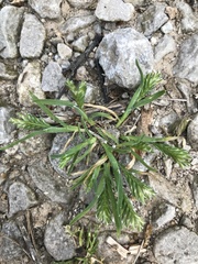 Sclerochloa dura