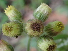 Eschenbachia japonica