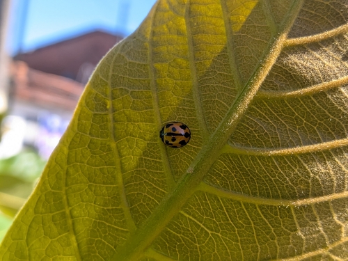 Variable Ladybird Beetle