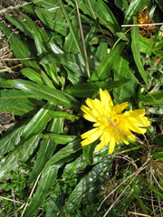 Hypochaeris sessiliflora