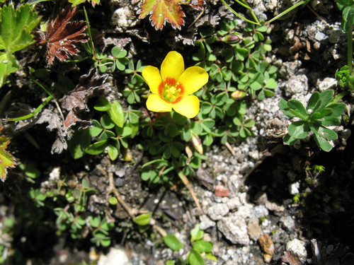 Oxalis bisfracta (Oxalis bisfracta)