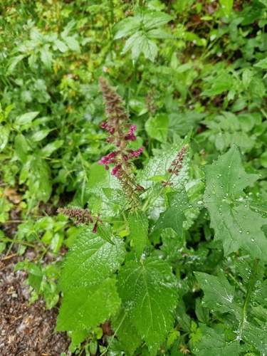 hedge woundwort
