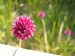 Allium sphaerocephalon