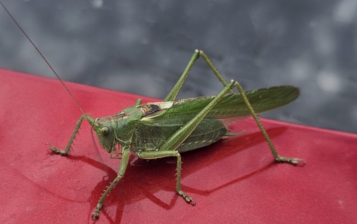 Great Green Bush-cricket