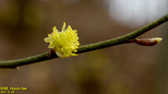 Lindera obtusiloba