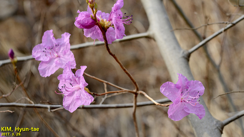 Rhododendron mucronulatum