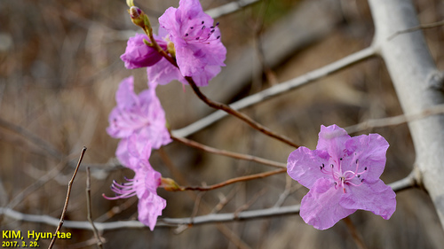 Rhododendron mucronulatum