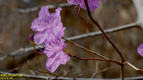 Rhododendron mucronulatum