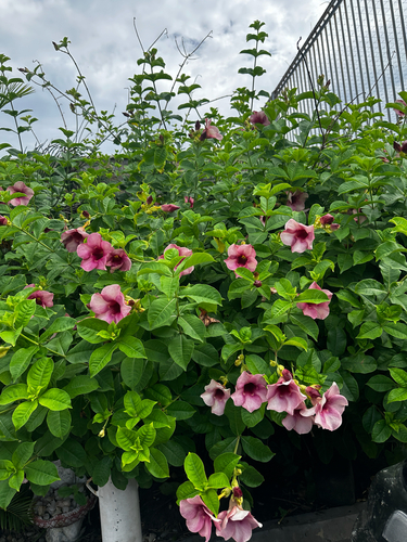 Purple Allamanda