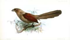 Andaman Coucal photo 2