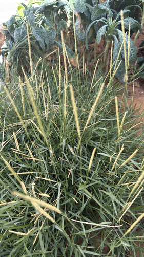 Sporobolus spicatus, 2026-06-12