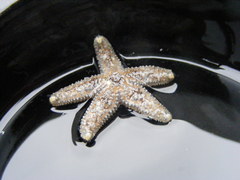 Pisaster