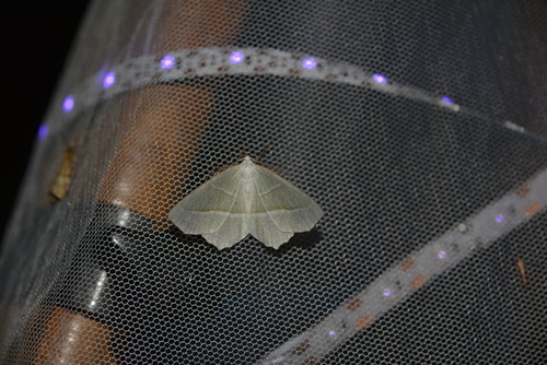 Light Emerald