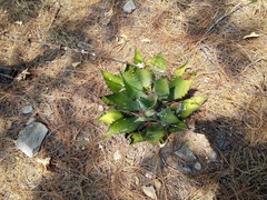Agave cupreata
