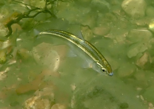 Duskystripe shiner (Luxilus pilsbryi) — Cyprinidae — 5
