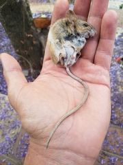Peromyscus hylocetes