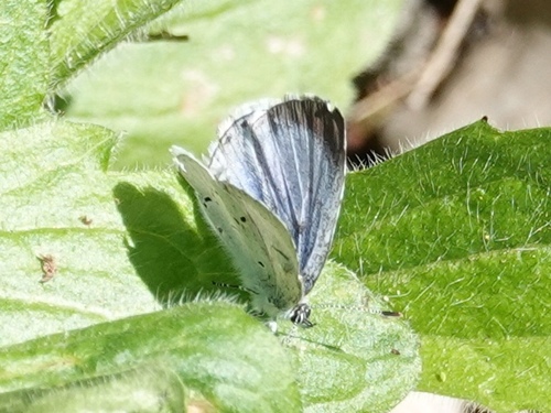 Holly Blue