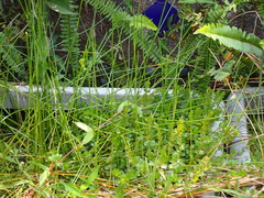 Eleocharis dulcis