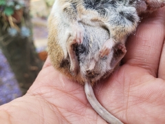Peromyscus hylocetes
