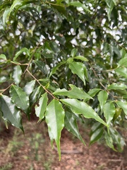 Symplocos lancifolia, photograph (c) Jared Shorma, some rights reserved (CC BY)