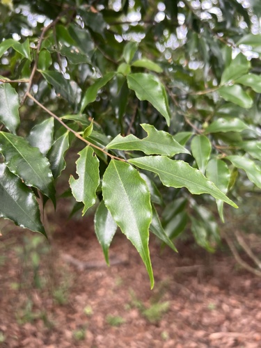 Symplocos lancifolia, photograph 4