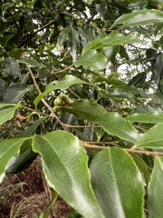 Symplocos lancifolia, photograph (c) Jared Shorma, some rights reserved (CC BY)