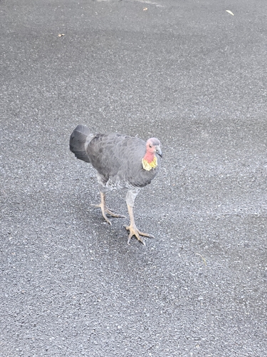 Australian Brushturkey
