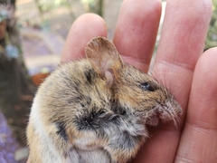 Peromyscus hylocetes