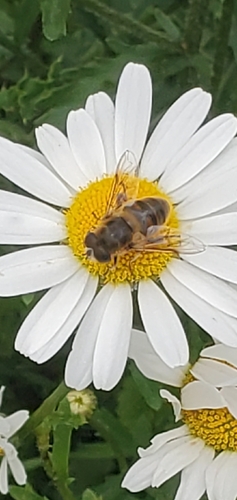 Common Drone Fly