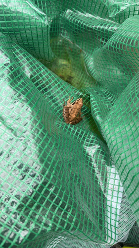 Agile Frog