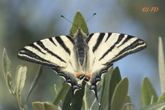 Iphiclides podalirius
