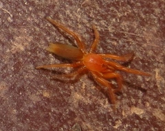 Caponiidae