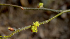 Lindera obtusiloba
