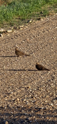 Mourning Dove photographed in Kansas