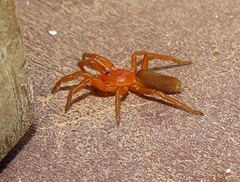 Caponiidae