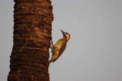 Colaptes punctigula