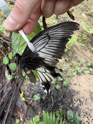 Papilio ascalaphus