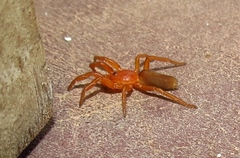 Caponiidae