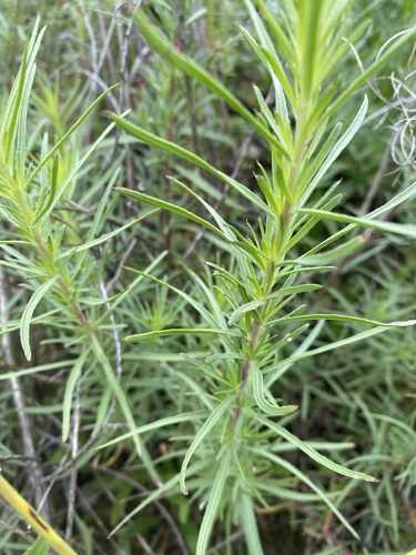 Rosemary-leaved Willowherb