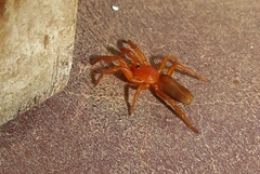 Caponiidae