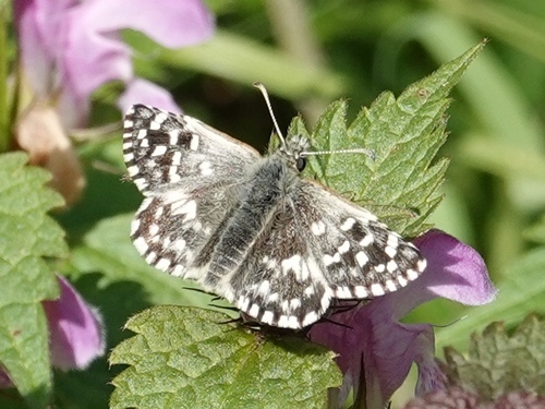 Grizzled Skipper