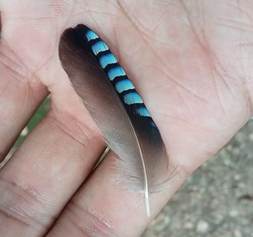 Eurasian Jay
