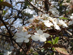 Viburnum furcatum