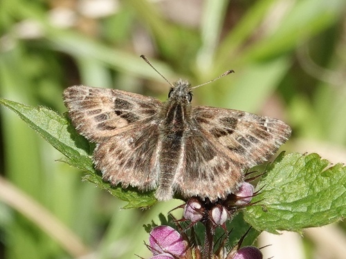 Mallow Skipper