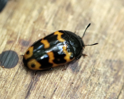 Mycotretus jocosus