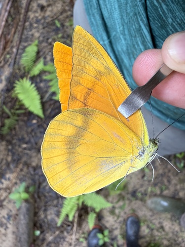 Appias zarinda