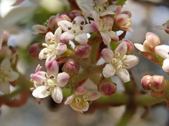 Viburnum furcatum
