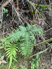 Dicranopteris pedata